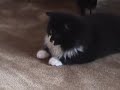 Samson the Kitten Samson the Kitten