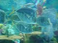 Aquarium at Seaworld Aquarium at Seaworld