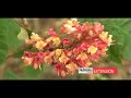 Spring Flowering Shrubs & Trees