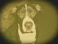 Do they all deserve to die?BSL is running rampant.Currently 3 Purebred dogs are banned in Ontario,Canada including any 