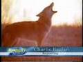 Problem Coyotes Part 1