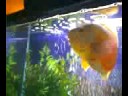 the giant fish tried to eat me