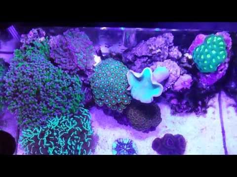 how to attach zoas to rock