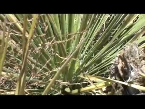 how to transplant a yucca bush