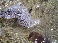 Activity Crab Muscle Barnacles Watching - Cullen's Abc's Activity Crab Muscle Barnacles Watching - Cullen's Abc's
