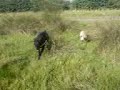 Tilly and Xing play chase Tilly and Xing play chase
