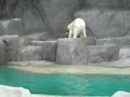 Polar Bear Playing at the Brookfield Zoo Polar Bear Playing at the Brookfield Zoo