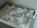 Dalmation Puppies Eleven of Them Dalmation Puppies Eleven of Them