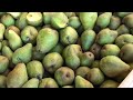 Gruszka - ocena przechowywania luty.