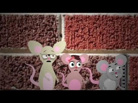 how to get rid of mice nyc