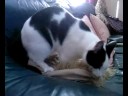my cat & pillow =/