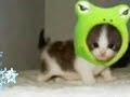 Most Adorable Cats Ever!!!!!!!!!
