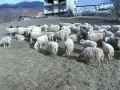 Poljoprivrednici opstine Foca Focaci.mp4
