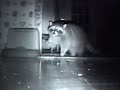Take a thieving Raccoon, Dog and a Cat.. Take a thieving Raccoon, Dog and a Cat..