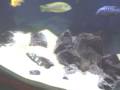 videos de Mbunas