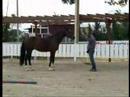 Horsemanship in Liberty 3