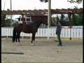 Horsemanship in Liberty 3