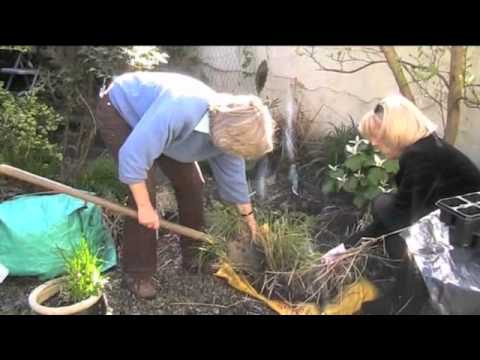 how to replant ornamental grass