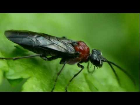 YouTube Preview Image