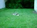 videos de Catbook Movie: Grey and Moo