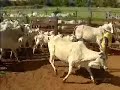 Nelore Brasil: ACNB apresenta manejo da fazenda Vale do Boi