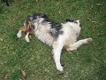 Kuta Breakdancing - A talented Australian Shepherd Kuta Breakdancing - A talented Australian Shepherd