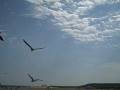 videos de Ocean Grove Seagulls