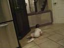 marlee, always stealing my dish towel! check out her bum sliding, she's a pro just like her brother!