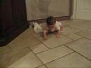 marlee, always stealing my dish towel! check out her bum sliding, she's a pro just like her brother!