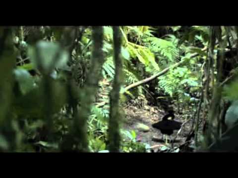 Image de prévisualisation YouTube