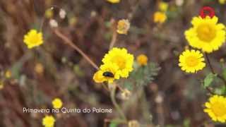 Primavera na Quinta do Palame