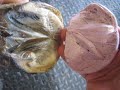 Hoof Lameness 1 on 1 Caudal Support.wmv