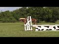 Belgian draft horse jumping unedited and stretched