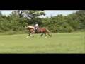 Belgian draft horse jumping unedited and stretched
