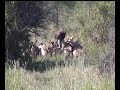 hyena and vultures eating giraffe hyena and vultures eating giraffe