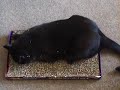Jake the Bombay Cat