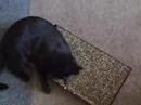 Jake the Bombay Cat