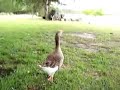 Mr Cheeks Goat and Goose