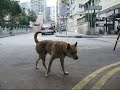 流浪貓媽媽
