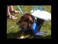 Maty the Surf Dog at Nuts for Mutts 08