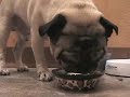 Chewie Pug Frosty Paws