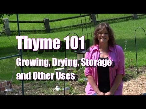 how to harvest thyme