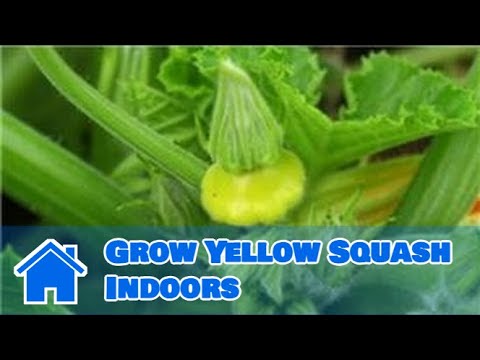 how to fertilize summer squash