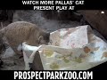 Presents to the Pallas Cats at Prospect Park Zoo Presents to the Pallas Cats at Prospect Park Zoo
