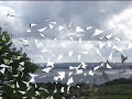 Ballade Irlandaise - The Irish Tenors - Fields of Athenry Ballade Irlandaise - The Irish Tenors - Fields of Athenry