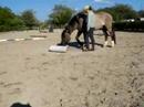 Neues Klickertraining mit Criollo Cisko Neues Klickertraining mit Criollo Cisko