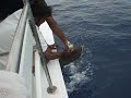 Sailfishing With No Rod