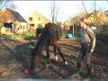 Horseplay Horseplay