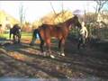 Horseplay (at liberty)