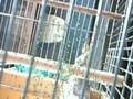 videos de HUISDIER:ValkY
